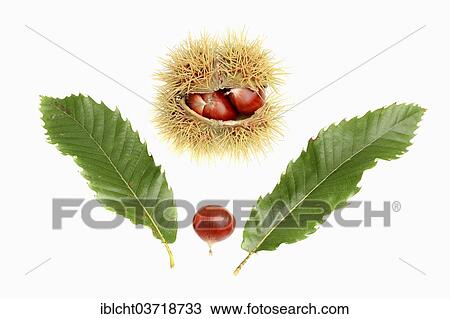Stock Image - "Sweet Chestnut (Castanea sativa), chestnuts and leaves". Fotosearch