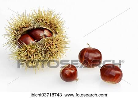 "Sweet Chestnut (Castanea sativa), chestnuts" View Large Photo Image Stock Image - "Sweet Chestnut (Castanea sativa), chestnuts". Fotosearch