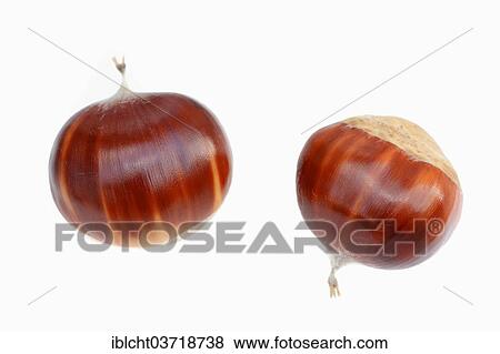 "Sweet Chestnut (Castanea sativa), chestnuts" View Large Photo Image Stock Photo - "Sweet Chestnut (Castanea sativa), chestnuts". Fotosearch