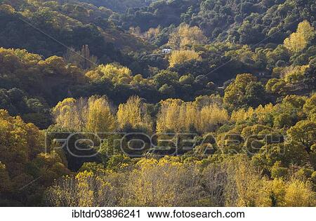 "Sweet Chestnut trees (Castanea sativa) and Poplar trees (Populus sp. ) in autumn, Genal river valley, Malaga province, Andalusia, Spain, Europe" View Large Photo Image Stock Image - "Sweet Chestnut trees (Castanea sativa) and Poplar trees (Populus sp. ) in autumn, Genal river valley, Malaga province, Andalusia, Spain, Europe". Fotosearch