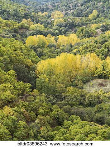 "Sweet Chestnut trees (Castanea sativa) and Poplar trees (Populus sp. ) in autumn, Genal river valley, Malaga province, Andalusia, Spain, Europe" View Large Photo Image Stock Image - "Sweet Chestnut trees (Castanea sativa) and Poplar trees (Populus sp. ) in autumn, Genal river valley, Malaga province, Andalusia, Spain, Europe". Fotosearch