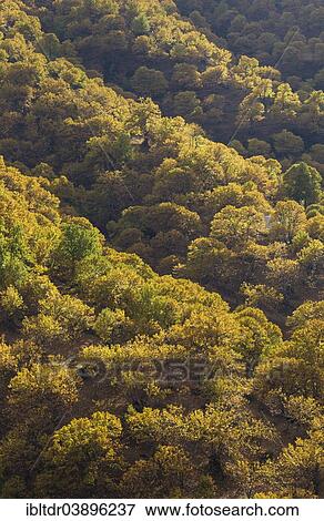 "Sweet Chestnut trees (Castanea sativa) in autumn, Genal river valley, Malaga province, Andalusia, Spain, Europe" View Large Photo Image Stock Photo - "Sweet Chestnut trees (Castanea sativa) in autumn, Genal river valley, Malaga province, Andalusia, Spain, Europe". Fotosearch
