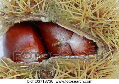 "Sweet Chestnuts (Castanea sativa), North Rhine-Westphalia, Germany, Europe" View Large Photo Image Stock Image - "Sweet Chestnuts (Castanea sativa), North Rhine-Westphalia, Germany, Europe". Fotosearch