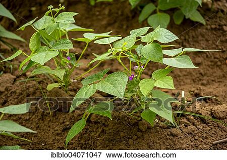 "Sweet Potato plants (Ipomoea batatas), field of sweet potatoes, Vinales, Pinar del Rio Province, Cuba, North America" View Large Photo Image Stock Photo - "Sweet Potato plants (Ipomoea batatas), field of sweet potatoes, Vinales, Pinar del Rio Province, Cuba, North America". Fotosearch