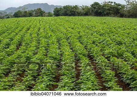 Stock Photograph - "Sweet Potato plants (Ipomoea batatas), field of sweet potatoes, Vinales, Pinar del Rio Province, Cuba, North America". Fotosearch