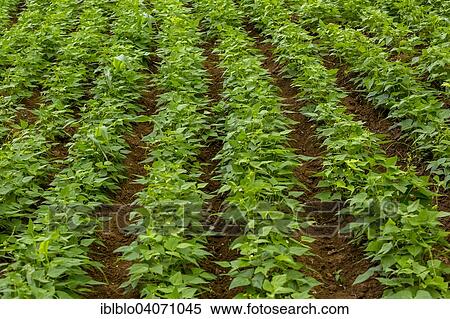 "Sweet Potato plants (Ipomoea batatas), field of sweet potatoes, Vinales, Pinar del Rio Province, Cuba, North America" View Large Photo Image Stock Photography - "Sweet Potato plants (Ipomoea batatas), field of sweet potatoes, Vinales, Pinar del Rio Province, Cuba, North America". Fotosearch