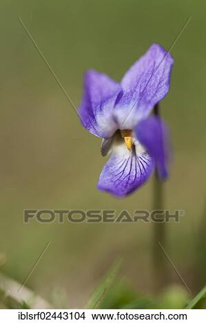 "Sweet Violet or English Violet (Viola odorata), Hesse, Germany, Europe" View Large Photo Image Picture - "Sweet Violet or English Violet (Viola odorata), Hesse, Germany, Europe". Fotosearch