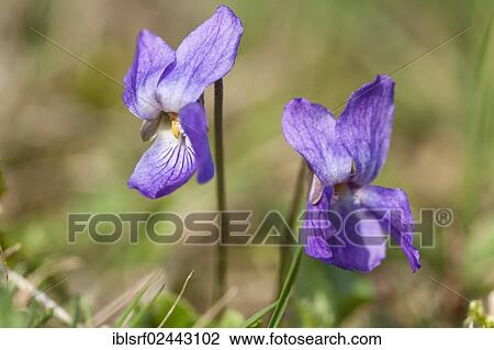 "Sweet Violet or English Violet (Viola odorata), Hesse, Germany, Europe" View Large Photo Image Stock Image - "Sweet Violet or English Violet (Viola odorata), Hesse, Germany, Europe". Fotosearch
