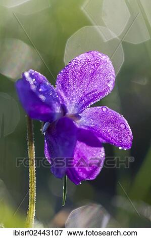 Stock Photo - "Sweet Violet or English Violet (Viola odorata), Hesse, Germany, Europe". Fotosearch