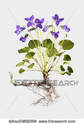"Sweet Violet (Viola odorata), illustration" View Large Photo Image Stock Photo - "Sweet Violet (Viola odorata), illustration". Fotosearch