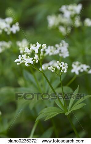 "Sweet woodruff (Galium odoratum), Perchtoldsdorf, Lower Austria, Austria, Europe" View Large Photo Image Stock Image - "Sweet woodruff (Galium odoratum), Perchtoldsdorf, Lower Austria, Austria, Europe". Fotosearch