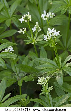 "Sweet woodruff (Galium odoratum), Perchtoldsdorf, Lower Austria, Austria, Europe" View Large Photo Image Stock Photo - "Sweet woodruff (Galium odoratum), Perchtoldsdorf, Lower Austria, Austria, Europe". Fotosearch