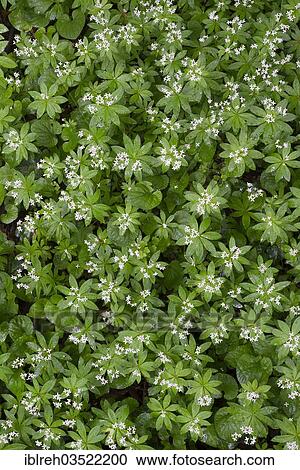 "Sweet Woodruff or Wild Baby's Breath (Galium odoratum), Perchtoldsdorfer Heide, Perchtoldsdorf, Lower Austria, Austria, Europe" View Large Photo Image Stock Image - "Sweet Woodruff or Wild Baby's Breath (Galium odoratum), Perchtoldsdorfer Heide, Perchtoldsdorf, Lower Austria, Austria, Europe". Fotosearch