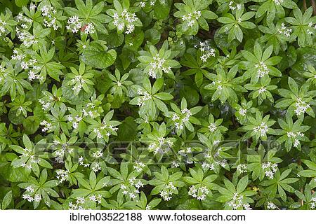 "Sweet Woodruff or Wild Baby's Breath (Galium odoratum), Perchtoldsdorfer Heide, Perchtoldsdorf, Lower Austria, Austria, Europe" View Large Photo Image Stock Photo - "Sweet Woodruff or Wild Baby's Breath (Galium odoratum), Perchtoldsdorfer Heide, Perchtoldsdorf, Lower Austria, Austria, Europe". Fotosearch
