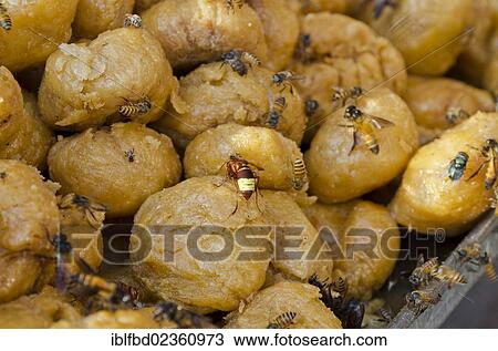 "Sweets, with flies and wasps, for sale at the market of Allahabad, India, Asia" View Large Photo Image Stock Image - "Sweets, with flies and wasps, for sale at the market of Allahabad, India, Asia". Fotosearch
