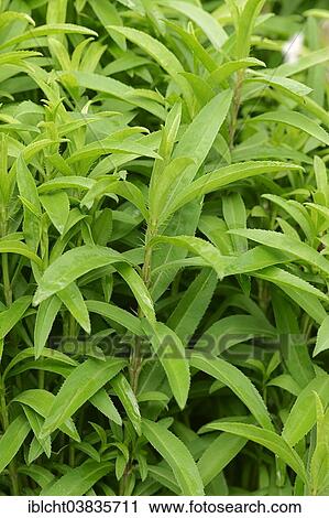 Stock Image - "Sweetscented Marigold or Mexican Tarragon (Tagetes lucida), native to Mexico". Fotosearch
