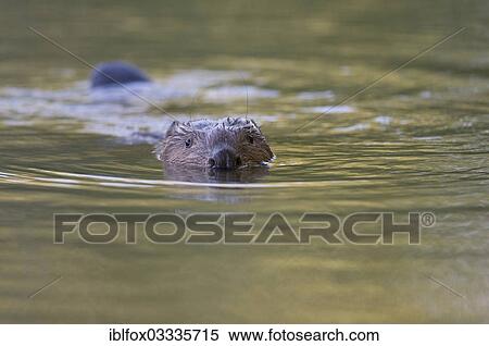 "Swimming European beaver (Castor fiber), Tyrolean Unterland, Tyrol, Austria, Europe" View Large Photo Image Stock Photography - "Swimming European beaver (Castor fiber), Tyrolean Unterland, Tyrol, Austria, Europe". Fotosearch
