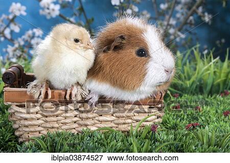 Swiss Teddy guinea pig and Brahma chick View Large Photo Image Stock Photo - Swiss Teddy guinea pig and Brahma chick. Fotosearch