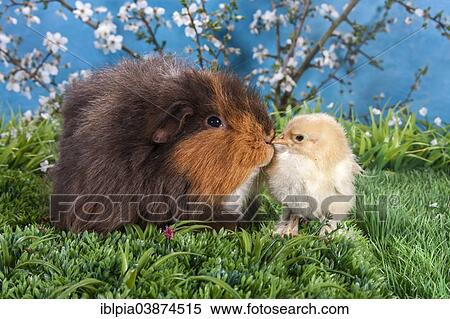 Swiss Teddy guinea pig and Brahma chick View Large Photo Image Stock Photography - Swiss Teddy guinea pig and Brahma chick. Fotosearch