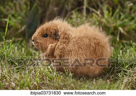 "Swiss Teddy Guinea Pig, Germany, Europe" View Large Photo Image Stock Image - "Swiss Teddy Guinea Pig, Germany, Europe". Fotosearch