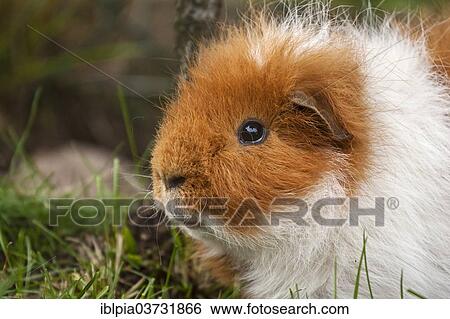 swiss teddy guinea pig