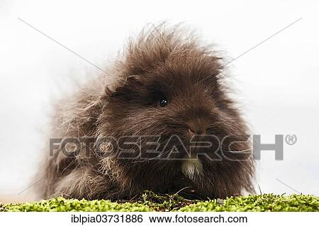 swiss teddy guinea pig