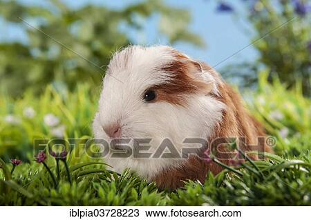 "Swiss Teddy Guinea Pig or CH-Teddy, pup, about 3 weeks" View Large Photo Image Stock Image - "Swiss Teddy Guinea Pig or CH-Teddy, pup, about 3 weeks". Fotosearch