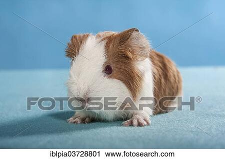 Stock Image - "Swiss Teddy Guinea Pig or CH-Teddy, pup, about 3 weeks, with red eyes". Fotosearch