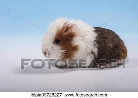 "Swiss Teddy Guinea Pig or CH-Teddy, pup, about 3 weeks" View Large Photo Image Stock Photo - "Swiss Teddy Guinea Pig or CH-Teddy, pup, about 3 weeks". Fotosearch