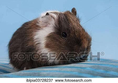 "Swiss Teddy Guinea Pig or CH-Teddy, pup, about 3 weeks" View Large Photo Image Stock Photo - "Swiss Teddy Guinea Pig or CH-Teddy, pup, about 3 weeks". Fotosearch