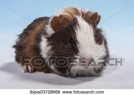 "Swiss Teddy Guinea Pig or CH-Teddy, pup, about 3 weeks" View Large Photo Image Stock Photo - "Swiss Teddy Guinea Pig or CH-Teddy, pup, about 3 weeks". Fotosearch