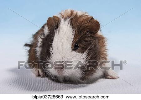 swiss teddy guinea pig