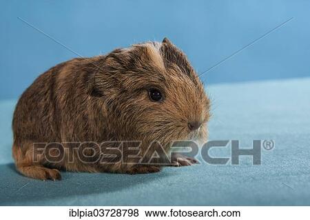 "Swiss Teddy Guinea Pig or CH-Teddy, pup, about 3 weeks" View Large Photo Image Stock Photo - "Swiss Teddy Guinea Pig or CH-Teddy, pup, about 3 weeks". Fotosearch