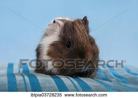 "Swiss Teddy Guinea Pig or CH-Teddy, pup, about 3 weeks" View Large Photo Image Stock Photography - "Swiss Teddy Guinea Pig or CH-Teddy, pup, about 3 weeks". Fotosearch