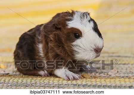 "Swiss Teddy Guinea Pig, pup, 2 days" View Large Photo Image Stock Image - "Swiss Teddy Guinea Pig, pup, 2 days". Fotosearch
