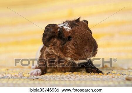 "Swiss Teddy Guinea Pig, pup, 2 days" View Large Photo Image Stock Photography - "Swiss Teddy Guinea Pig, pup, 2 days". Fotosearch
