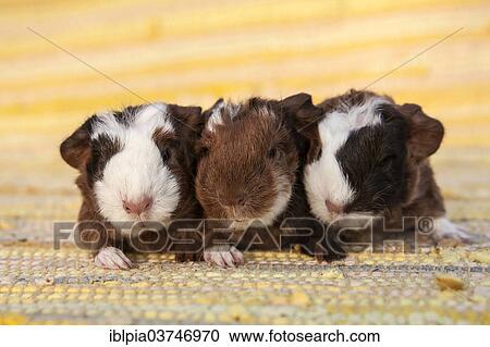 "Swiss Teddy Guinea Pig, pups, 2 days" View Large Photo Image Stock Image - "Swiss Teddy Guinea Pig, pups, 2 days". Fotosearch