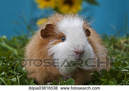 Swiss Teddy Guinea Pig View Large Photo Image Stock Photo - Swiss Teddy Guinea Pig. Fotosearch
