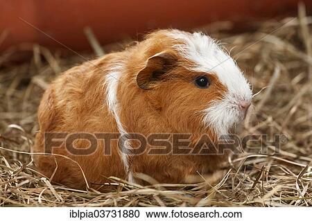 "Swiss Teddy Guinea Pig, young, about 5 weeks, Germany, Europe" View Large Photo Image Stock Image - "Swiss Teddy Guinea Pig, young, about 5 weeks, Germany, Europe". Fotosearch