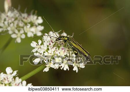 "Swollen-thighed Beetle (Oedemera nobilis), feeding on a flower, South Wales, Wales, United Kingdom, Europe" View Large Photo Image Stock Image - "Swollen-thighed Beetle (Oedemera nobilis), feeding on a flower, South Wales, Wales, United Kingdom, Europe". Fotosearch