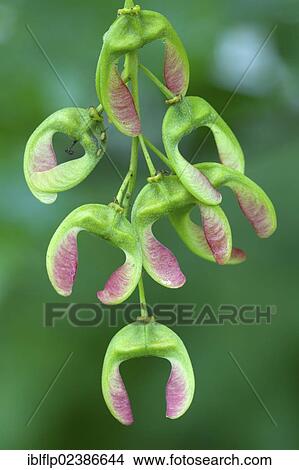 Picture - "Sycamore (Acer pseudoplatanus), close-up of winged seedpods, in June, Berwickshire, Scottish Borders, Scotland, United Kingdom, Europe,, Europe". Fotosearch