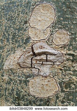 "Sycamore Fig (Ficus sycomorus), detail of bark, Kruger National Park, South Africa, Africa" View Large Photo Image Stock Photo - "Sycamore Fig (Ficus sycomorus), detail of bark, Kruger National Park, South Africa, Africa". Fotosearch