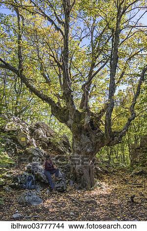 "Sycamore Maple (Acer pseudoplatanus), hiker sitting underneath, Parco delle Madonie, nature park, near Petralia Sottana, Sicily, Italy, Europe" View Large Photo Image Picture - "Sycamore Maple (Acer pseudoplatanus), hiker sitting underneath, Parco delle Madonie, nature park, near Petralia Sottana, Sicily, Italy, Europe". Fotosearch