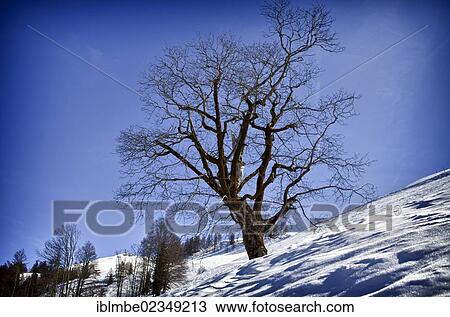 Stock Image - "Sycamore maple (Acer pseudoplatanus) in winter, Buchensteinwand, St. Jakob i. H., Tyrol, Austria, Europe". Fotosearch