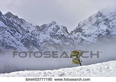 "Sycamore Maple (Acer pseudoplatanus), faces of Mt Grubenkar at back, Grosser Ahornboden, alp pastures with maple trees, Karwendel Mountains, Tyrol, Austria, Europe" View Large Photo Image Stock Image - "Sycamore Maple (Acer pseudoplatanus), faces of Mt Grubenkar at back, Grosser Ahornboden, alp pastures with maple trees, Karwendel Mountains, Tyrol, Austria, Europe". Fotosearch