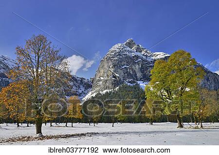 Stock Image - "Sycamore Maple (Acer pseudoplatanus), Karwendel Mountains at back, Grosser Ahornboden, alp pastures with maple trees, Tyrol, Austria, Europe". Fotosearch