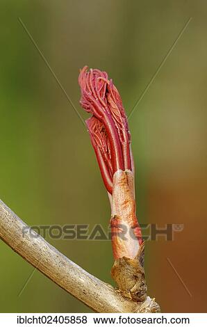 "Sycamore Maple (Acer pseudoplatanus), leaf bud, North Rhine-Westphalia, Germany, Europe" View Large Photo Image Stock Photo - "Sycamore Maple (Acer pseudoplatanus), leaf bud, North Rhine-Westphalia, Germany, Europe". Fotosearch