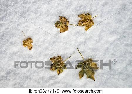 Stock Photo - "Sycamore Maple (Acer pseudoplatanus), leaves in the snow, Tyrol, Austria, Europe". Fotosearch