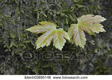 "Sycamore Maple (Acer pseudoplatanus), Emsland, Lower Saxony, Germany, Europe" View Large Photo Image Stock Photograph - "Sycamore Maple (Acer pseudoplatanus), Emsland, Lower Saxony, Germany, Europe". Fotosearch