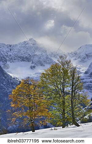 "Sycamore Maple (Acer pseudoplatanus), Karwendel Mountains at back, Grosser Ahornboden, alp pastures with maple trees, Tyrol, Austria, Europe" View Large Photo Image Stock Photography - "Sycamore Maple (Acer pseudoplatanus), Karwendel Mountains at back, Grosser Ahornboden, alp pastures with maple trees, Tyrol, Austria, Europe". Fotosearch
